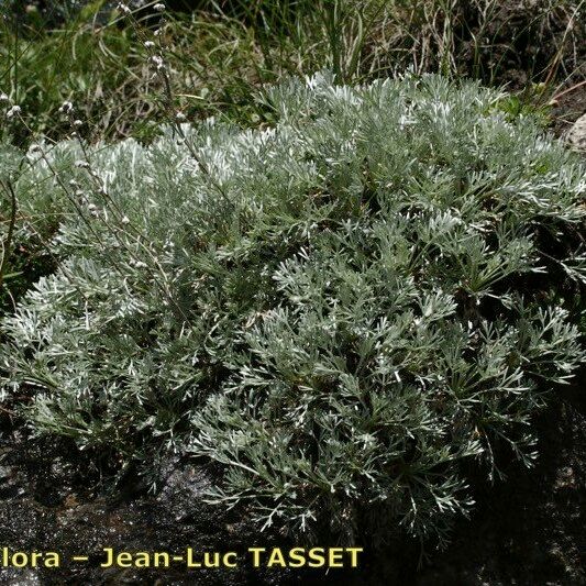 Artemisia nitida Hábito