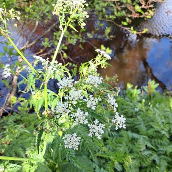 Anthriscus sylvestris Fleur