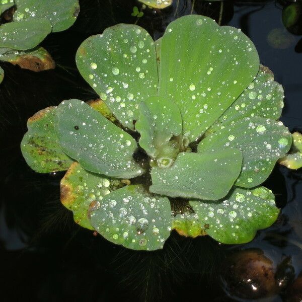 Pistia stratiotes Іншае