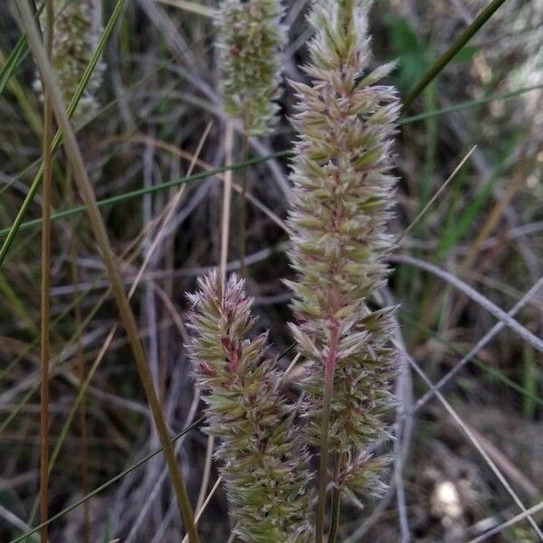 Koeleria vallesiana Flors