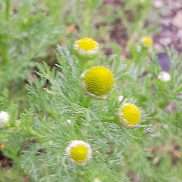 Matricaria discoidea Virág