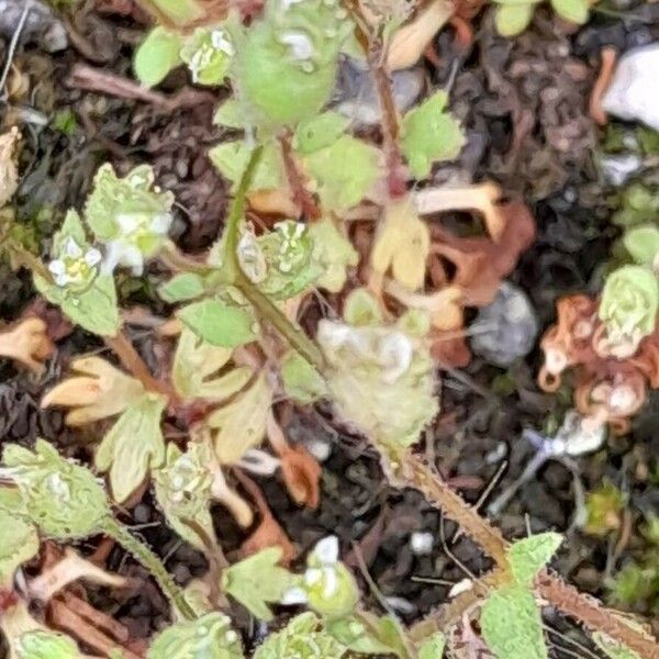 Saxifraga tridactylites Плод