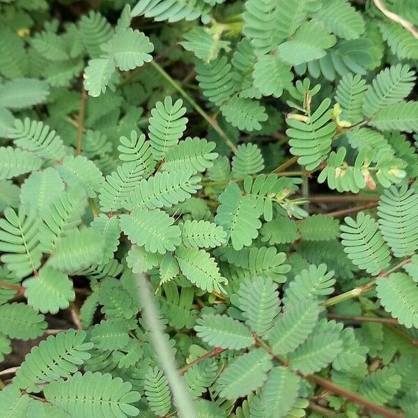 Chamaecrista nictitans Leaf