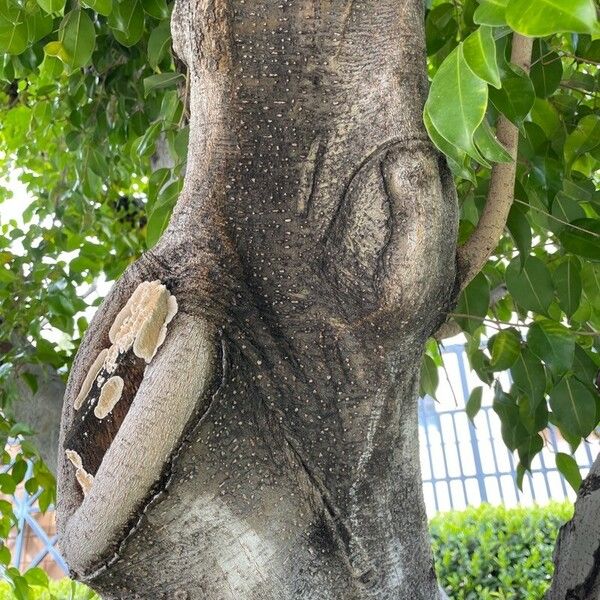 Ficus citrifolia Bark