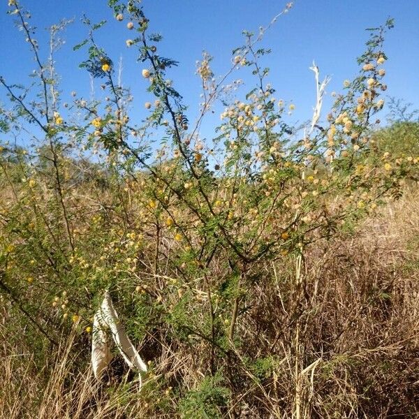 Vachellia farnesiana Habitat