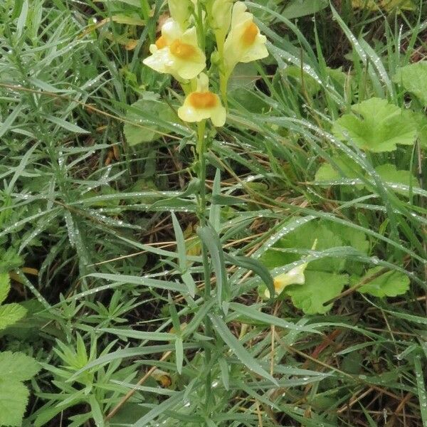 Linaria vulgaris Fulla