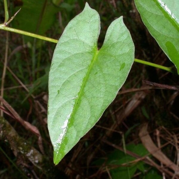 Ipomoea tiliacea Fuelha