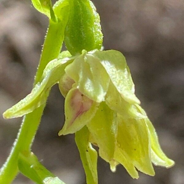 Epipactis muelleri Flower