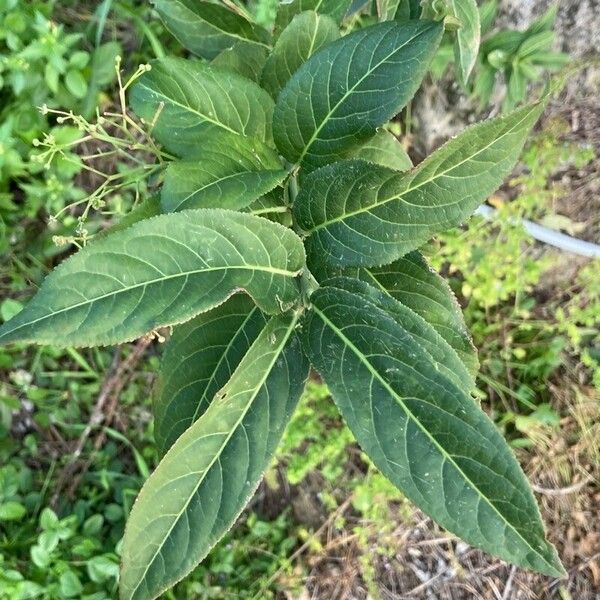 Euonymus europaeus पत्ता