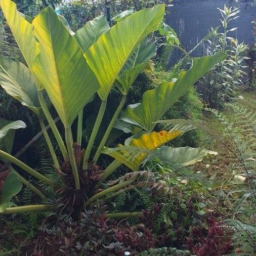 Alocasia macrorrhizos Blatt