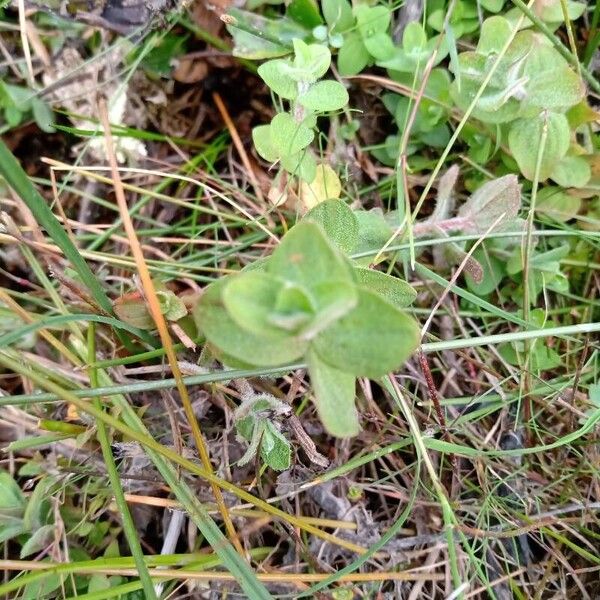 Hypericum elodes Foglia