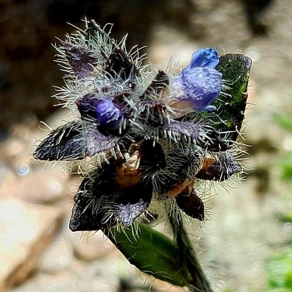 Veronica alpina Flower