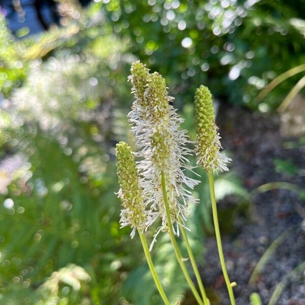 Sanguisorba canadensis Flower