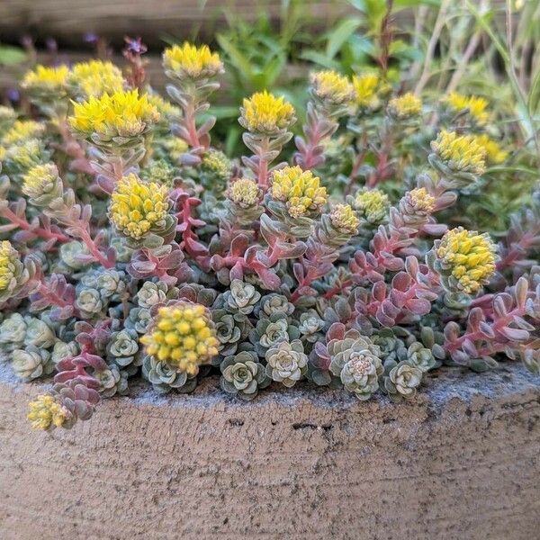 Sedum spathulifolium عادت