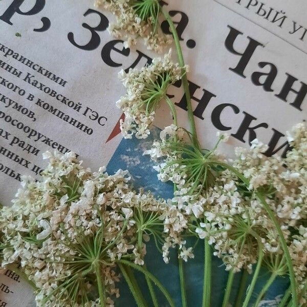 Heracleum dissectum Çiçek