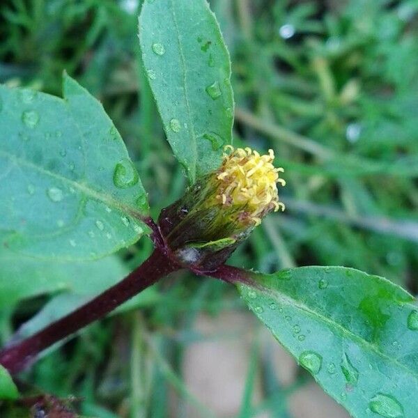 Bidens tripartita Õis