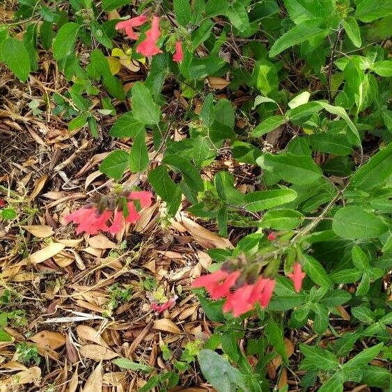 Salvia blepharophylla Облик