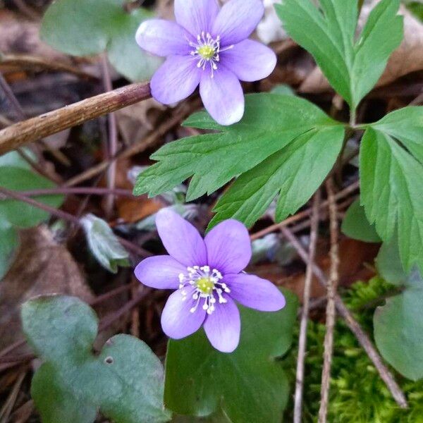 Hepatica nobilis Virág