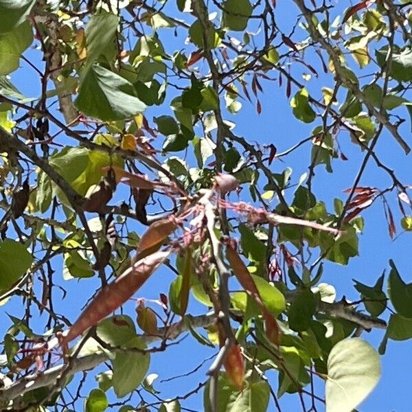 Cercis griffithii Fruit