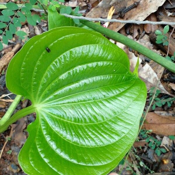 Dioscorea bulbifera Blad