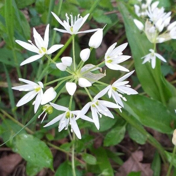 Allium ursinum Kvet