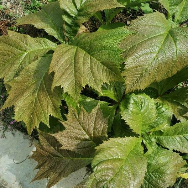 Rodgersia aesculifolia पत्ता