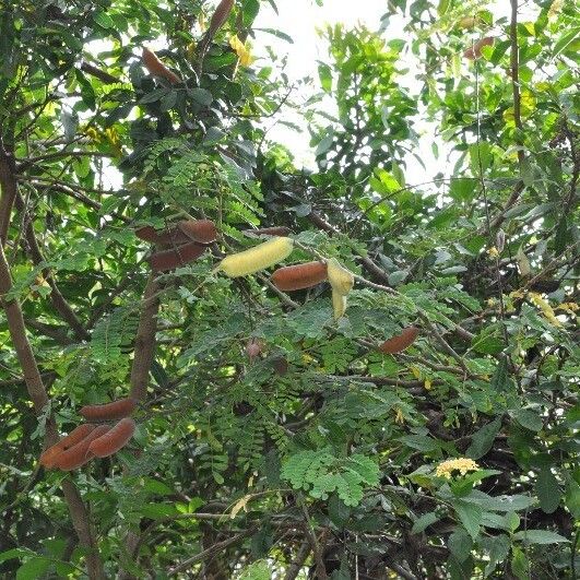 Caesalpinia decapetala ᱡᱚ