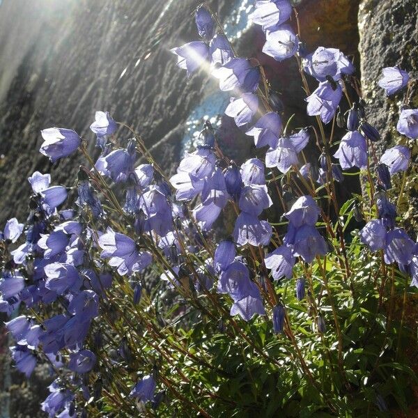 Campanula cochleariifolia 花