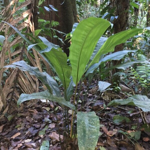 Cyclanthus bipartitus ശീലം