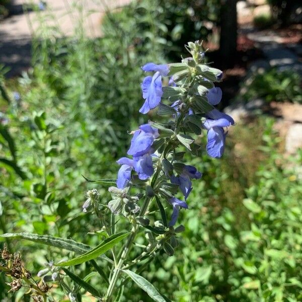 Salvia azurea Цветок