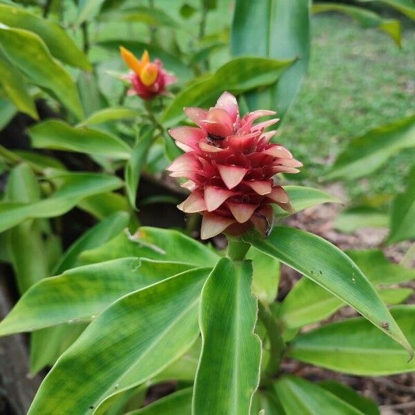 Costus barbatus Fiore