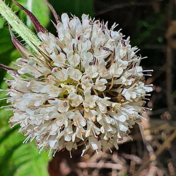 Dipsacus pinnatifidus फूल