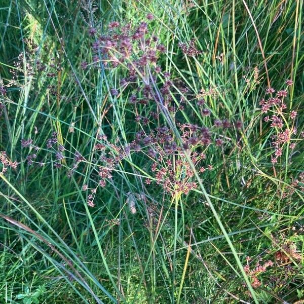 Juncus acutiflorus Habitus