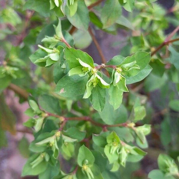 Euphorbia peplus Bloem