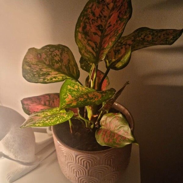 Aglaonema commutatum Hostoa