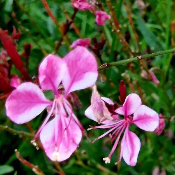 Gaura lindheimeri Λουλούδι