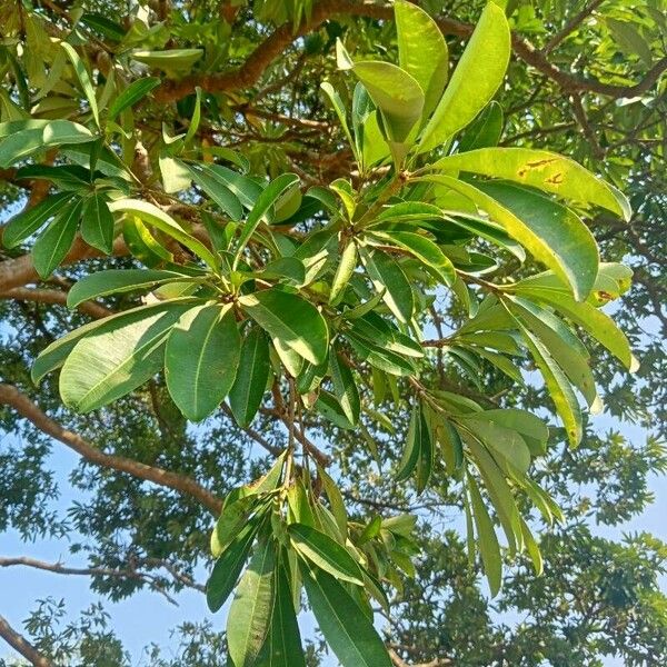 Alstonia scholaris Leaf