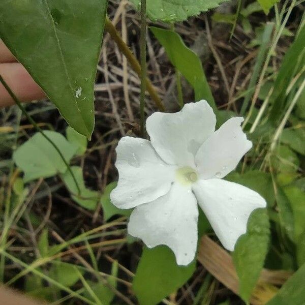 Thunbergia laevis ᱵᱟᱦᱟ