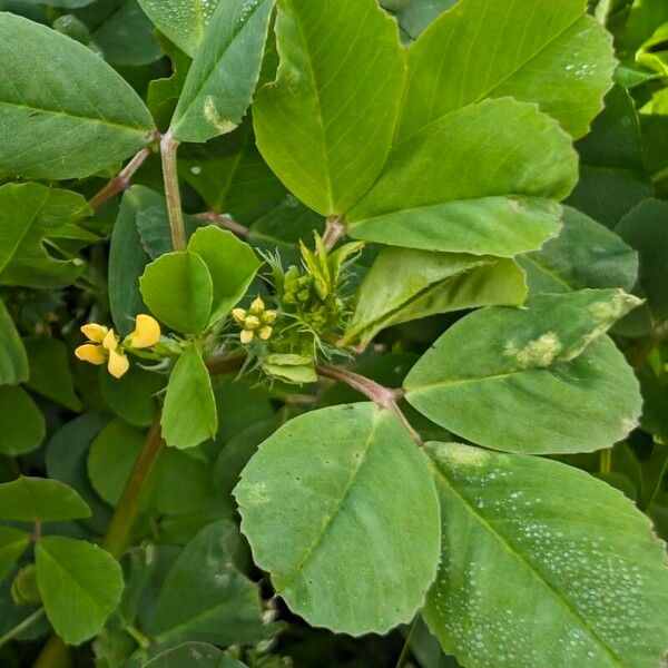 Medicago polymorpha Leaf