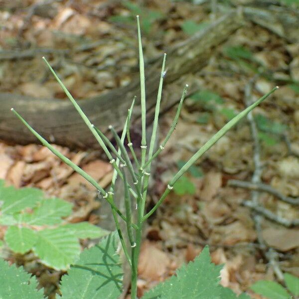 Cardamine pentaphyllos Vrucht