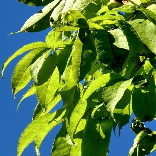 Fraxinus americana Leaf