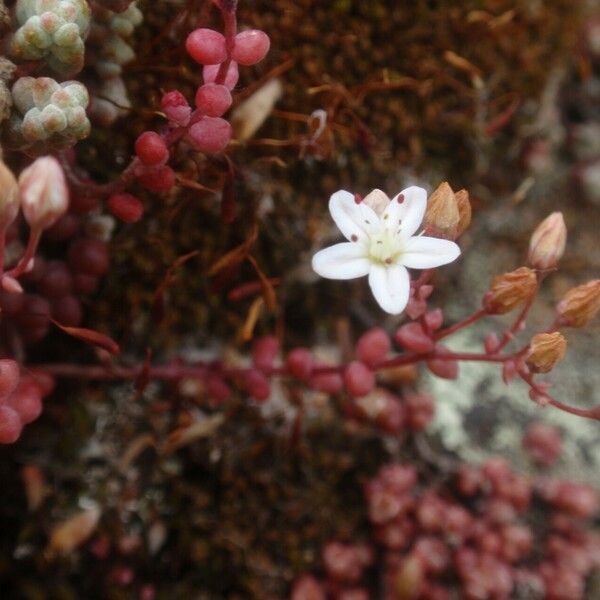 Sedum brevifolium Žiedas