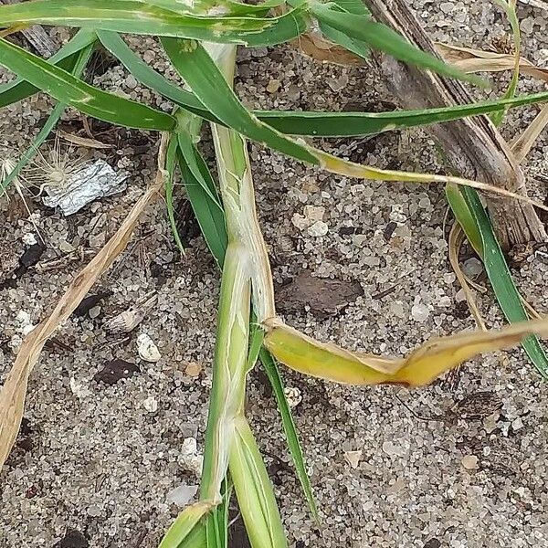 Cenchrus ciliaris പുറംതൊലി