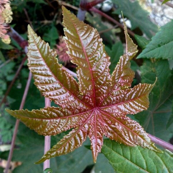 Ricinus communis Folha