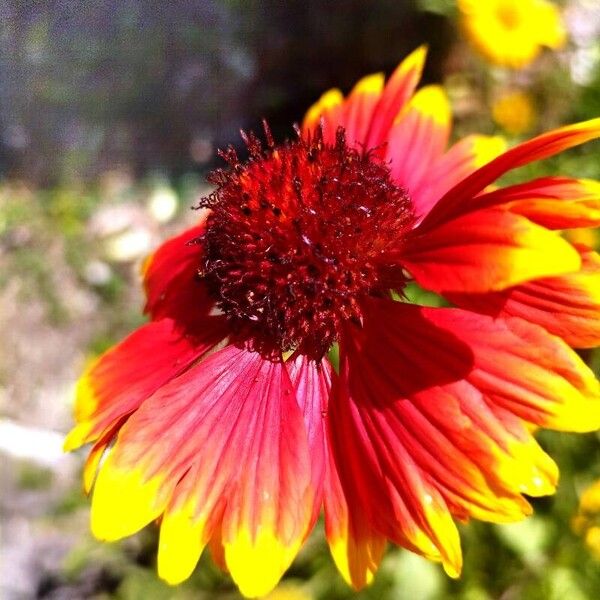 Gaillardia aristata Flower