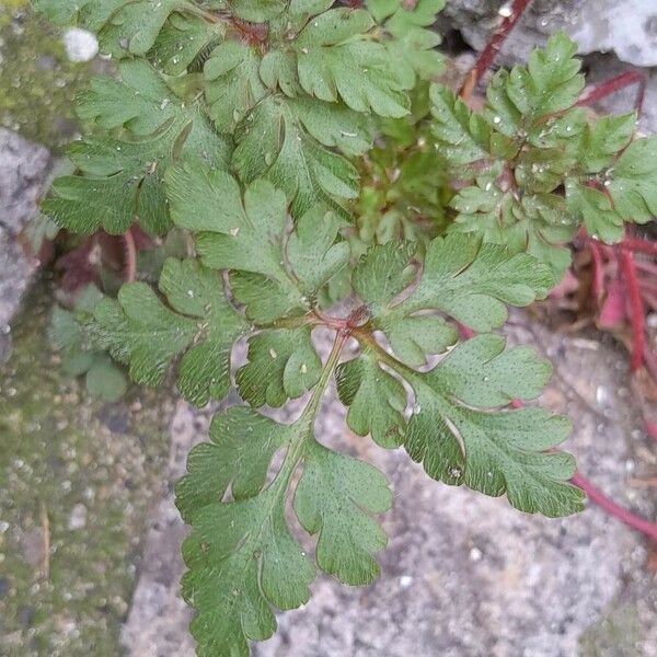 Geranium purpureum Lapas