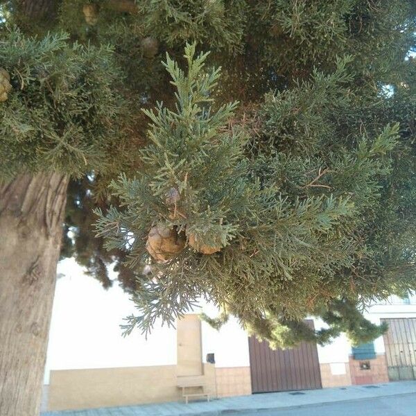 Cupressus sempervirens পাতা