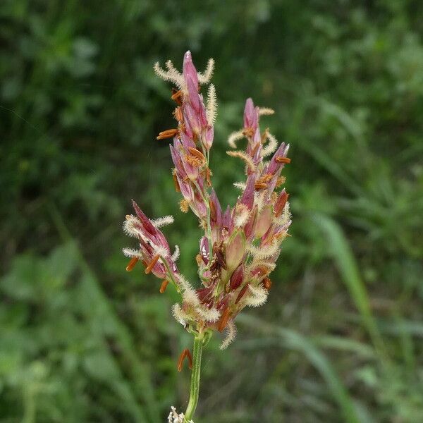 Sorghum halepense Flower