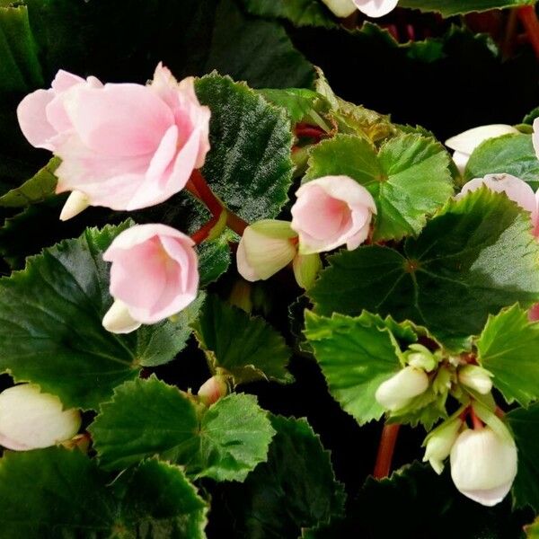 Begonia grandis Arall