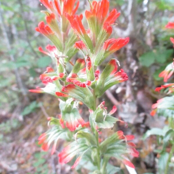 Castilleja hispida Blodyn